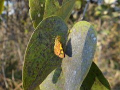 Metisella midas midas