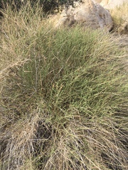 Baccharis brachyphylla