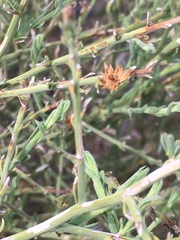 Baccharis brachyphylla