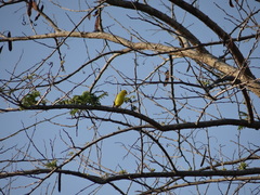 Zosterops anderssoni