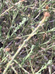 Baccharis brachyphylla