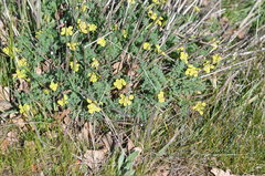 Lomatium papilioniferum