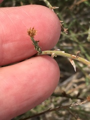 Baccharis brachyphylla