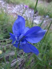 Aquilegia alpina