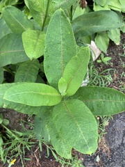Asclepias syriaca