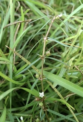 Scleromitrion diffusum