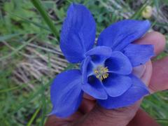 Aquilegia alpina