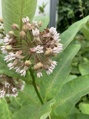 Asclepias syriaca