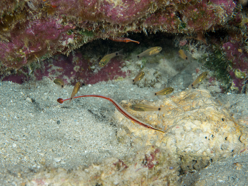 Redstripe pipefish (Dunckerocampus baldwini) — Syngnathidae — 3