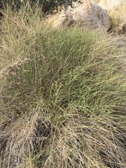 Baccharis brachyphylla