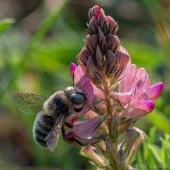 Melitturga clavicornis