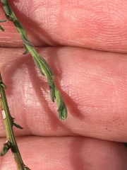 Baccharis brachyphylla