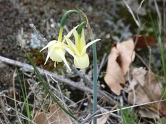 Narcissus triandrus pallidulus