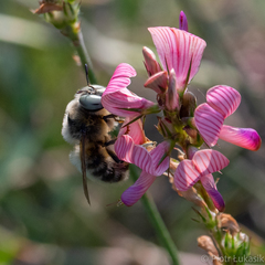 Melitturga clavicornis