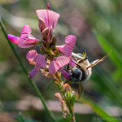 Melitturga clavicornis