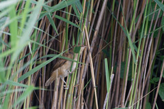 Acrocephalus arundinaceus