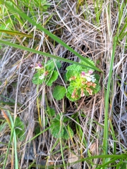 Teucrium pyrenaicum