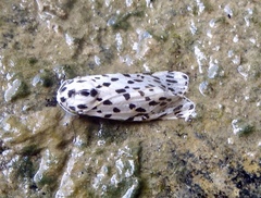 Hypercompe permaculata