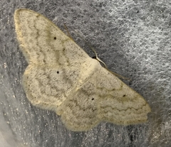 Scopula incanata
