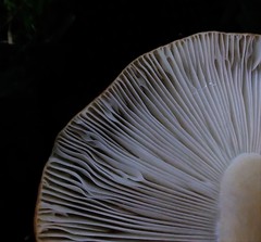 Russula ballouii