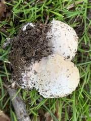 Agaricus