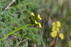 Lomatium papilioniferum