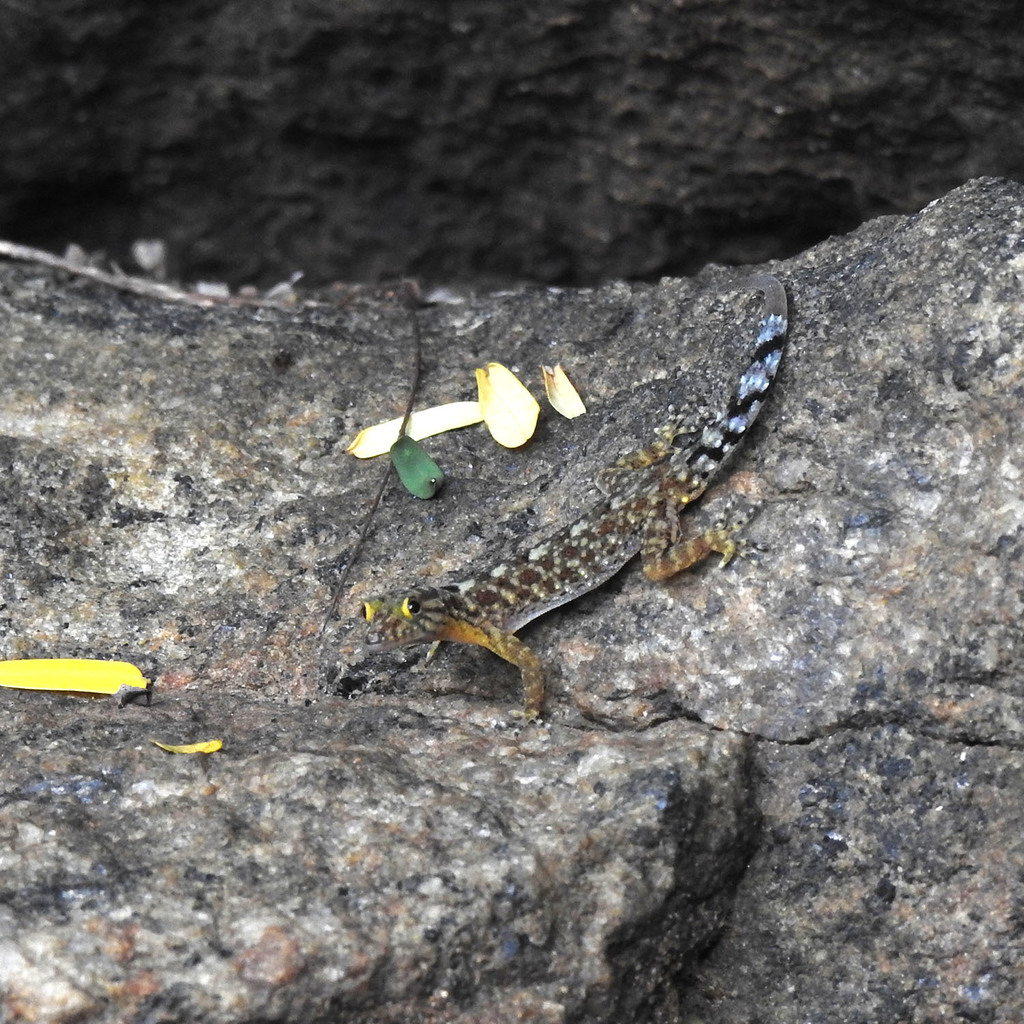 Graceful Day Gecko