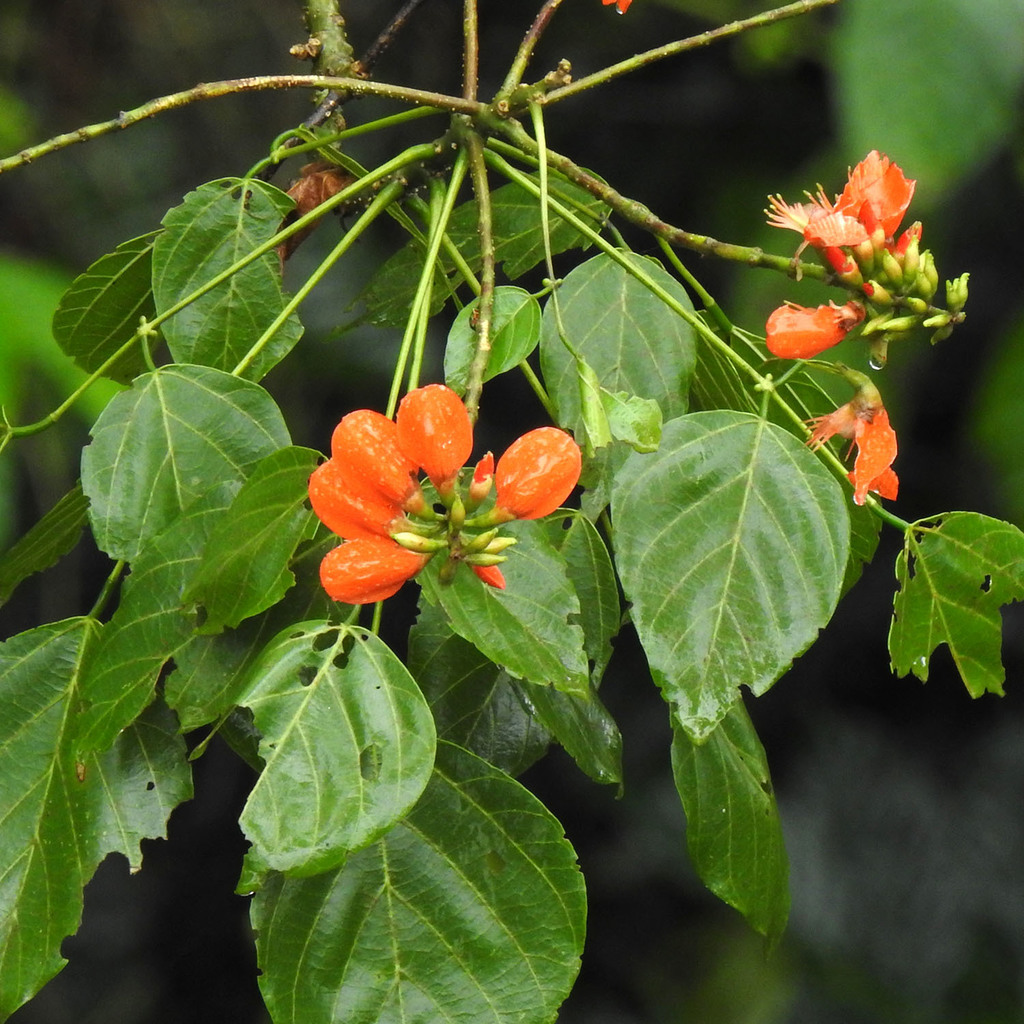 Erythrina subumbrans (Erythrina subumbrans)