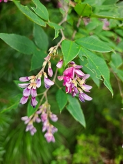 Lespedeza maximowiczii