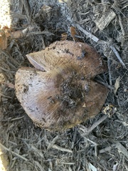 Agaricus