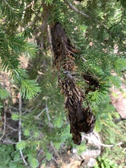 Herpotrichia juniperi