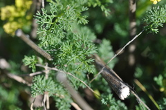 Lomatium papilioniferum