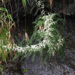 Asparagus densiflorus