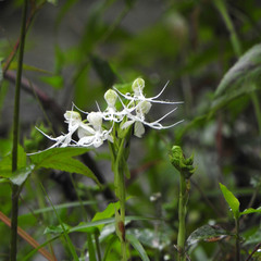 Habenaria crinifera