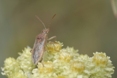 Rhopalus subrufus