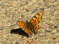 Polygonia c-album