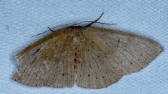 Cyclophora obstataria
