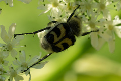 Trichius fasciatus