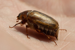 Amphimallon solstitiale