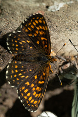 Melitaea diamina