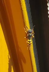 Philanthus triangulum