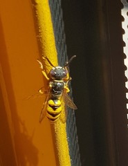 Philanthus triangulum