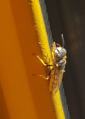Philanthus triangulum