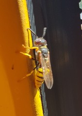 Philanthus triangulum