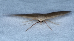 Cyclophora obstataria