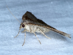 Cyclophora obstataria