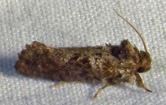 Acrolophus piger