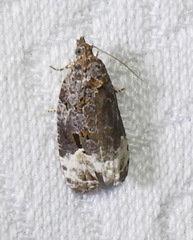 Apotomis capreana