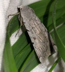 Epipsilia grisescens