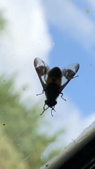 Chrysops relictus